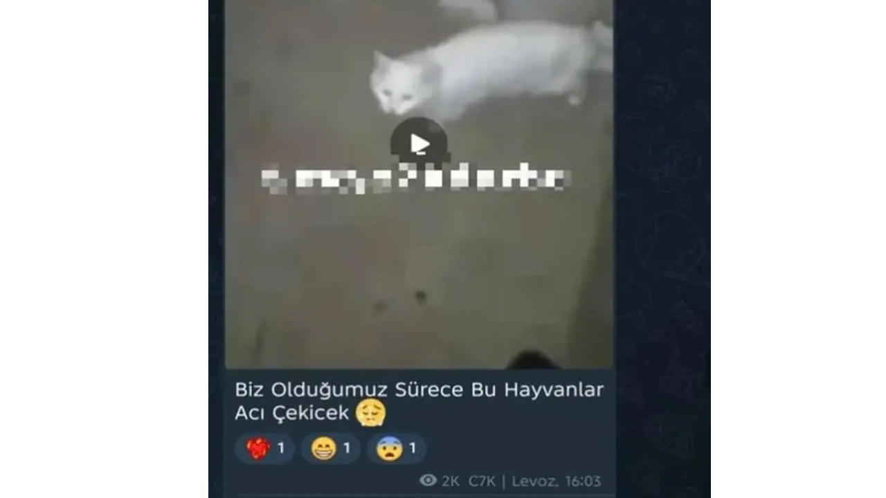 "C7K" ile "C31K"çeteleri ifşa oldu: Canlı yayında işkence rezaleti!