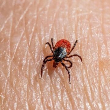 Çalışmalar ortaya koydu! Kenelerde virüs tespit edildi, o il ‘yüksek riskli bölge’ ilan edildi