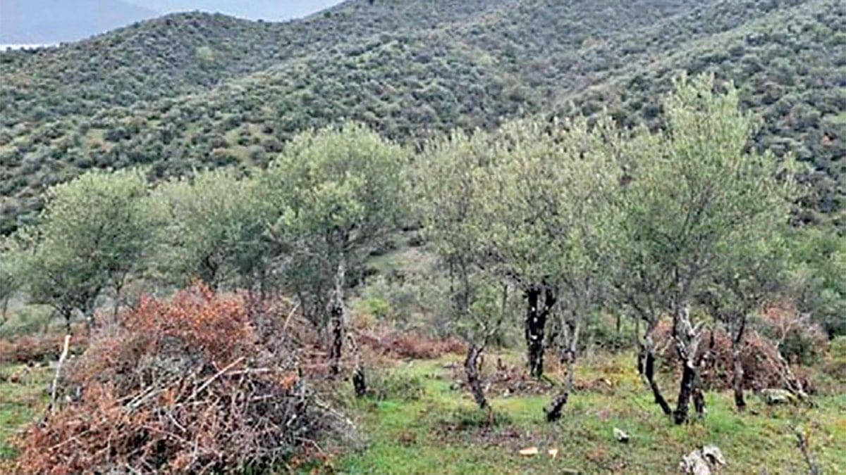 Cengiz, Boyabat’ta da 51 bin ağaç kesmeye hazırlanıyor!