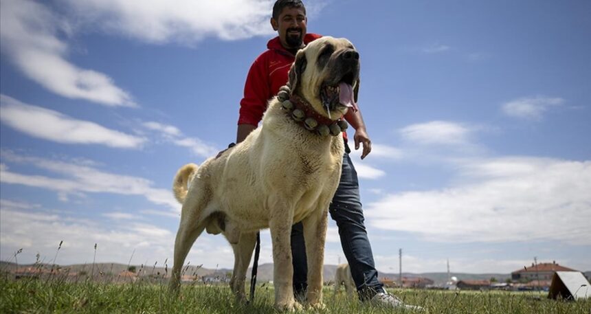 Çoban köpeklerine çip takılacak