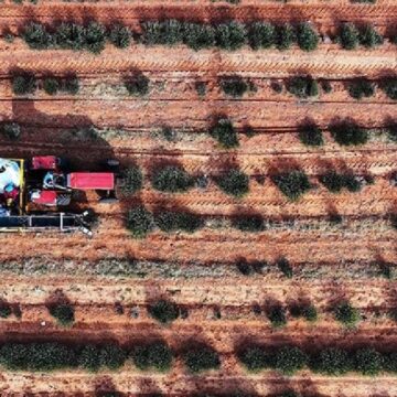 corak-arazide-bereketli-hasat-hicbir-sey-yetismiyordu-simdi-deste-deste-para-kazandiriyor-2BdTClqj.jpg Çorak arazide bereketli hasat: Hiçbir şey yetişmiyordu şimdi deste deste para kazandırıyor