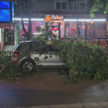 Edirne’de ağaç otomobil ve minibüsün üzerine devrildi