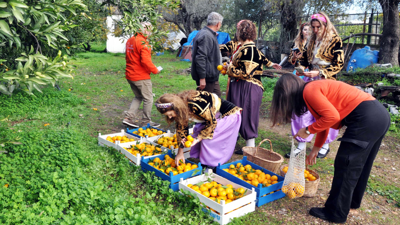 Ege Bölgesi Narenciye Rekoltesi 449 bin ton