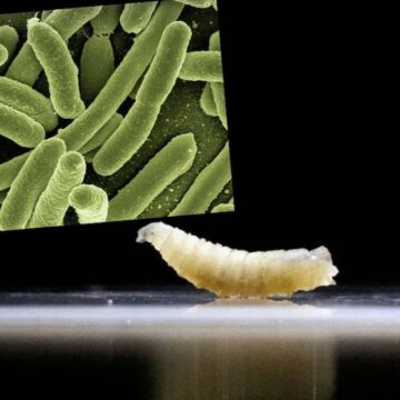 Et yiyen kurtçuk tehlikesi  hızla yükseliyor: Vaka sayısında patlama oldu, Türkiye’ye de yayıldı mı?