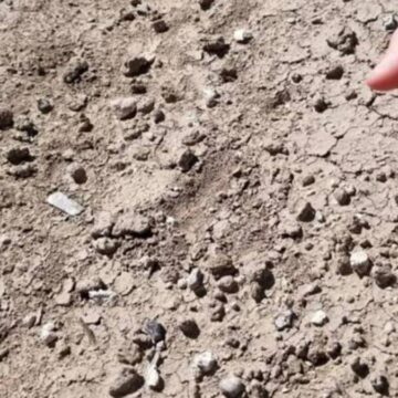 Farklı insan türünün 2.8 milyon yıllık dişleri bulundu