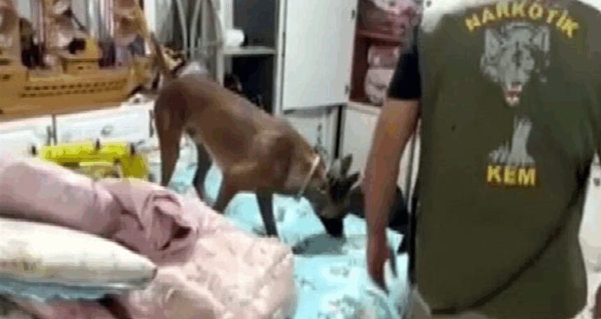 Gaziantep’te 7 kilo skunk yakalandı