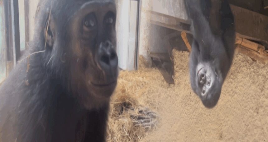 Goril ‘Zeytin’in ülkesine dönüyor