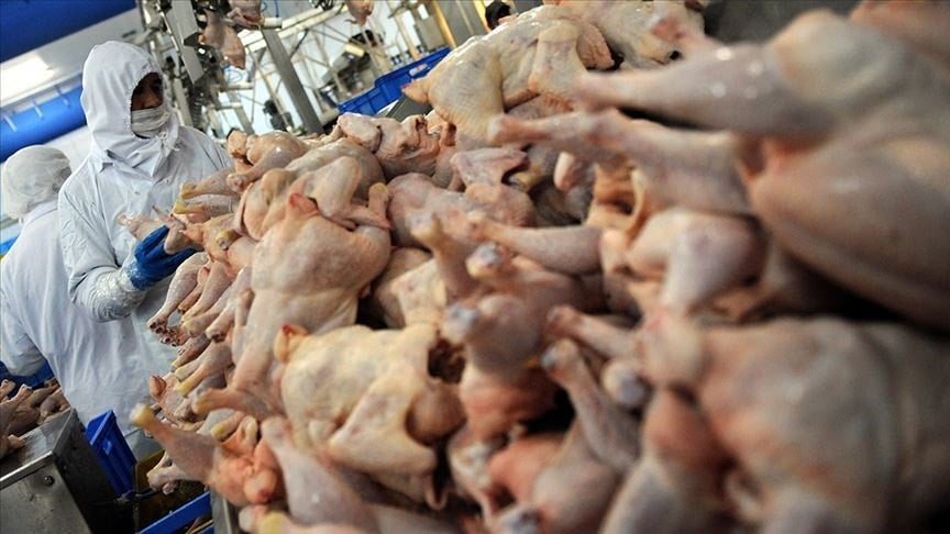 Haftada 300 gramdan fazla tavuk eti tüketenlere kötü haber
