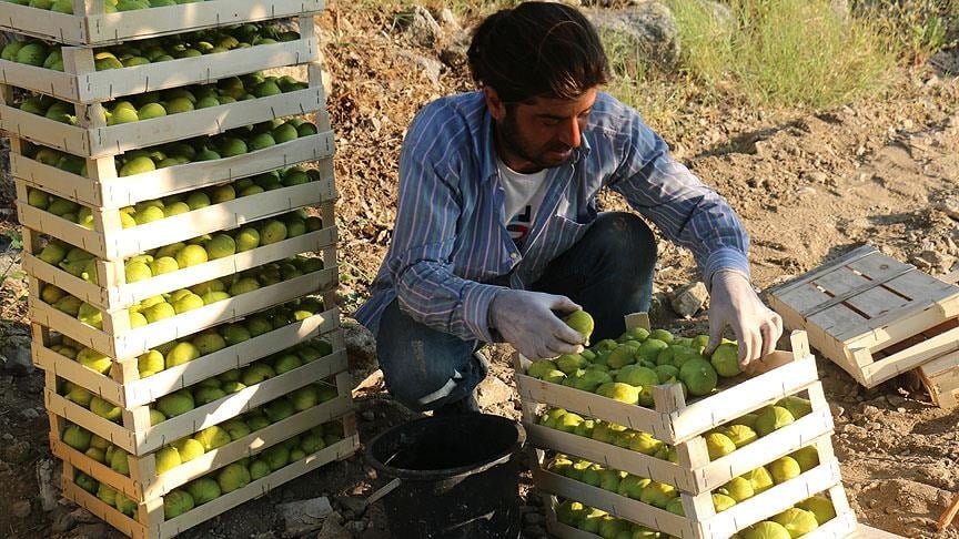 Hasadı başladı, çiftçi isyan etti: Bu yıl kiloyla değil taneyle satılıyor