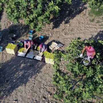 Hasadı başladı, çiftçi isyan etti: Bu yıl kiloyla değil taneyle satılıyor