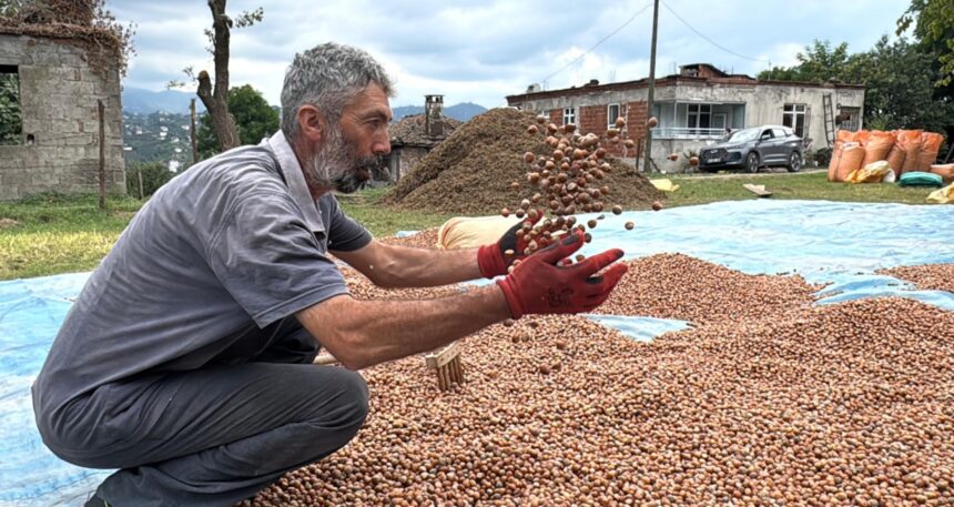 Hasat sonrası kurutma mesaisi başladı: Kilosu 200 liradan satılıyor