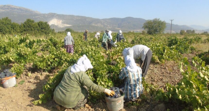 Hatun parmağı, Antep karası ve Karnalin hasadı başladı: Rekolte yarı yarıya düştü