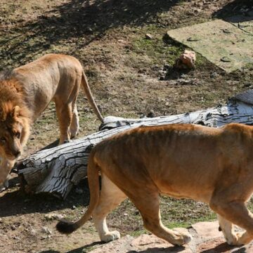 Hayvanat bahçesi evcil hayvanları yem olarak bağışlanmasını istedi