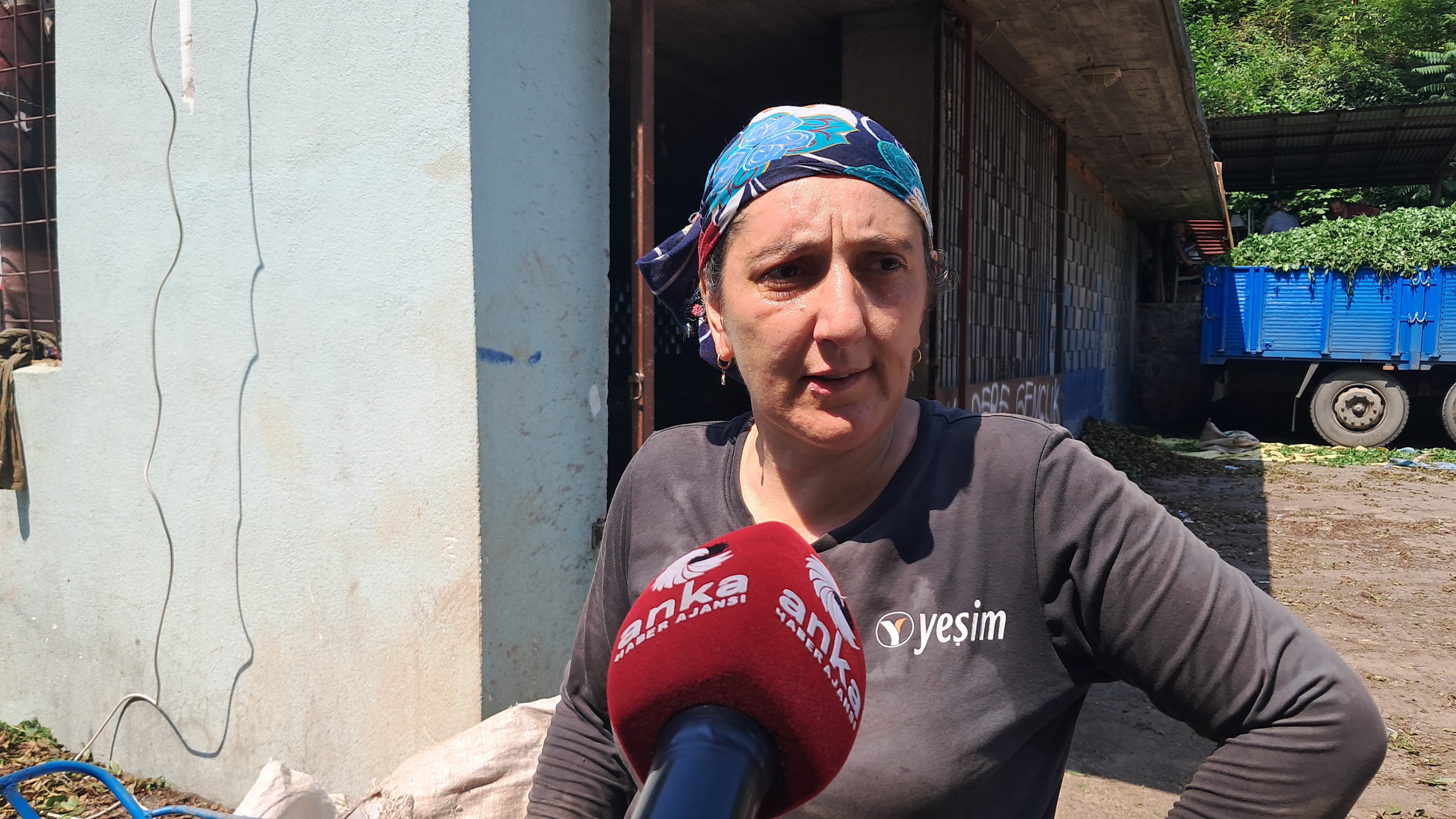 Hopalı çay üreticileri dertli: “Çay Topluyoruz ama Kazanmıyoruz”