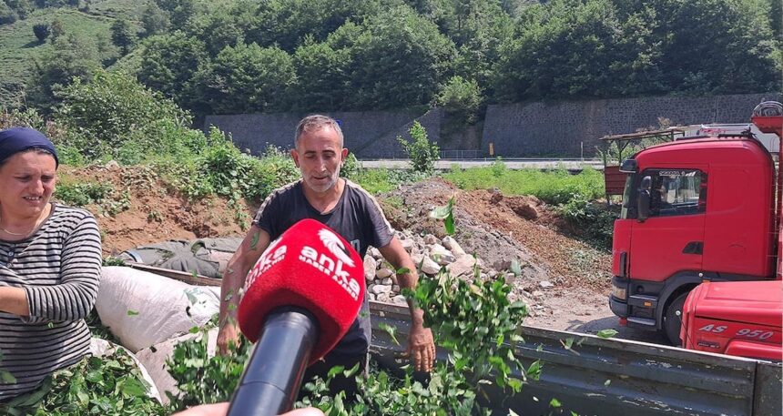 Hopalı çay üreticileri dertli: “Çay Topluyoruz ama Kazanmıyoruz”