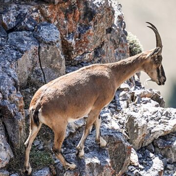 Karadeniz’in 4 ilinde 27 dağ keçisi ihale ile avlanacak
