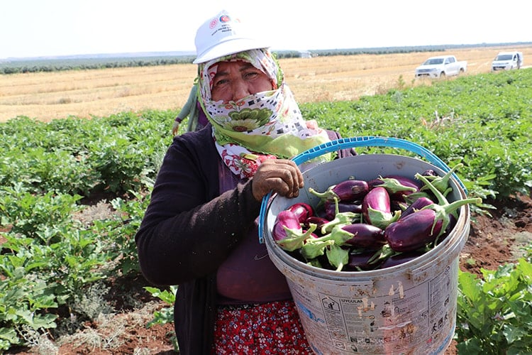 Kilis'te yılın ilk hasadı başladı: Çiftçiler verimden oldukça memnun