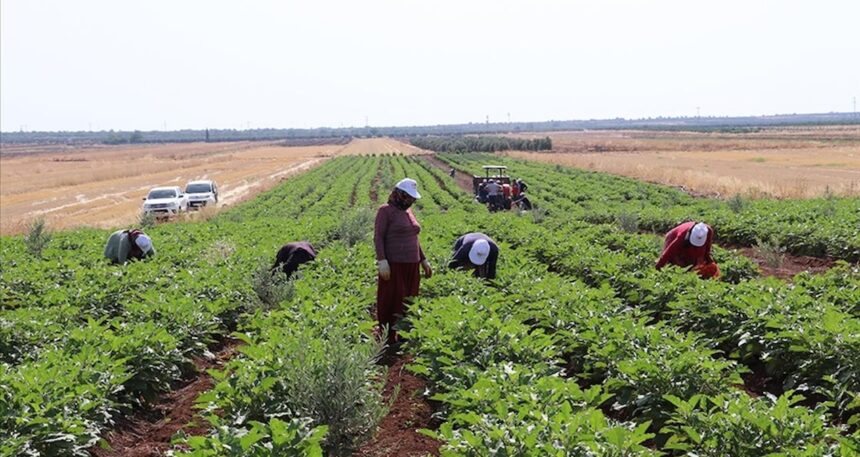 Kilis’te yılın ilk hasadı başladı: Çiftçiler verimden oldukça memnun