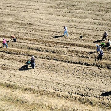 Kilosu 450 bin lira: Hasat bitti, ekim başladı