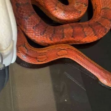 Kızına aldığı hediyeden canlı yılan çıktı