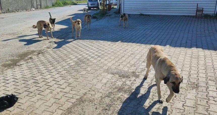 Komşusunun köpeğini silahla öldüren zanlı tutuklandı