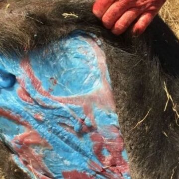 Mavi domuzlar endişe yarattı: Uzmanlar uyardı