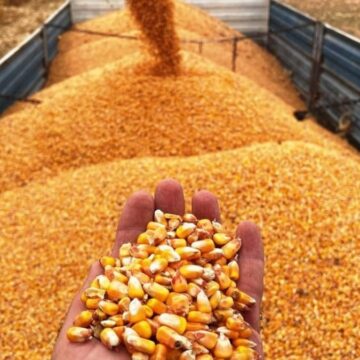 misir-alim-fiyati-ton-basina-11-bin-300-lira-oldu-aslPIOUW.jpg Mısır alım fiyatı ton başına 11 bin 300 lira oldu