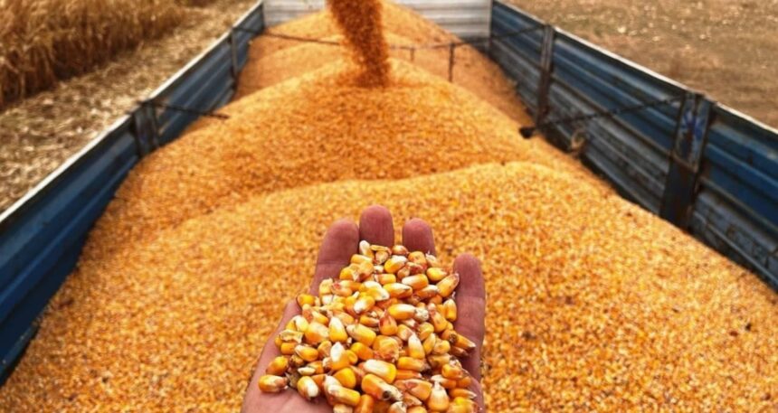 Mısır alım fiyatı ton başına 11 bin 300 lira oldu