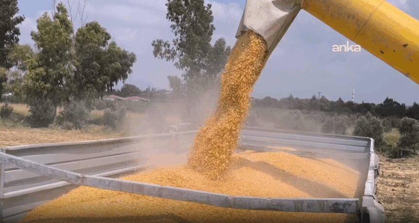 Mısır taban fiyatına çiftçilerden tepki: Seneye ekmeyeceğiz, devlet eksin