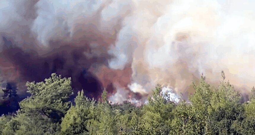 Muğla ormanları alev alev, tarlada yakılan anız ateşi ormana sıçradı