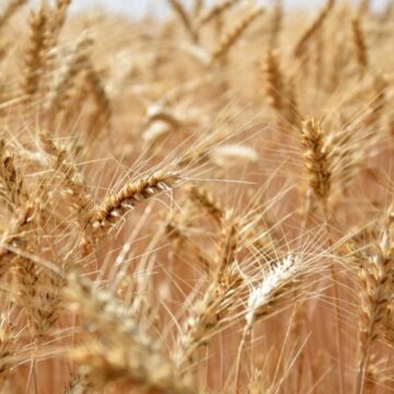 Nüfus 12 milyon artarken buğday ekilen tarım arazileri 1 milyon hektar azaldı