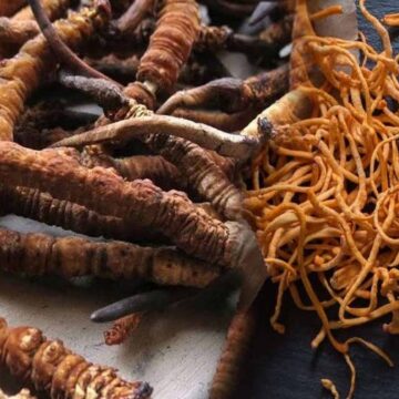 Ölü tırtılın başından filizlenerek yeryüzüne çıkıyor: Kilosu 5 Milyon TL’yi bulan astronomik rakamlara satılıyor