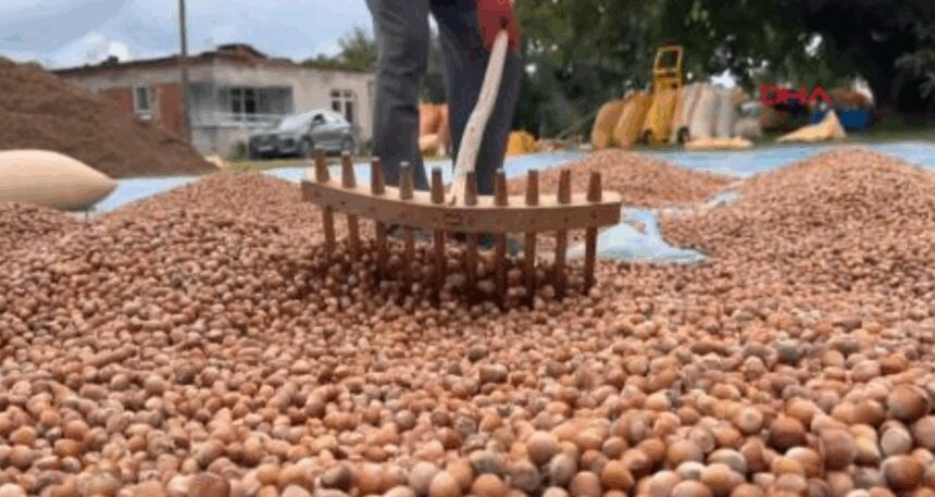 Ordu’da üreticilerin fındık kurutma mesaisi başladı