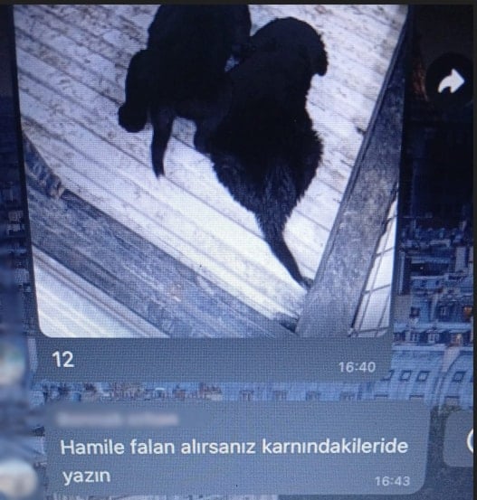 Osmaniye Barınağı'nda skandal bitmiyor: Doğmamış köpekler üzerinden bile para almışlar!