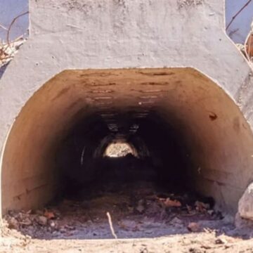 Rahatça çiftleşsinler diye özel alt geçit inşa edildi