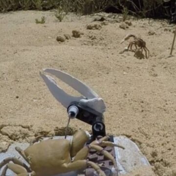 robotlar-ile-hayvanlar-arasinda-ilk-savas-buyuk-yenilgi-oldu-w3AZxd7x.jpg Robotlar ile hayvanlar arasında ilk savaş: Büyük yenilgi oldu