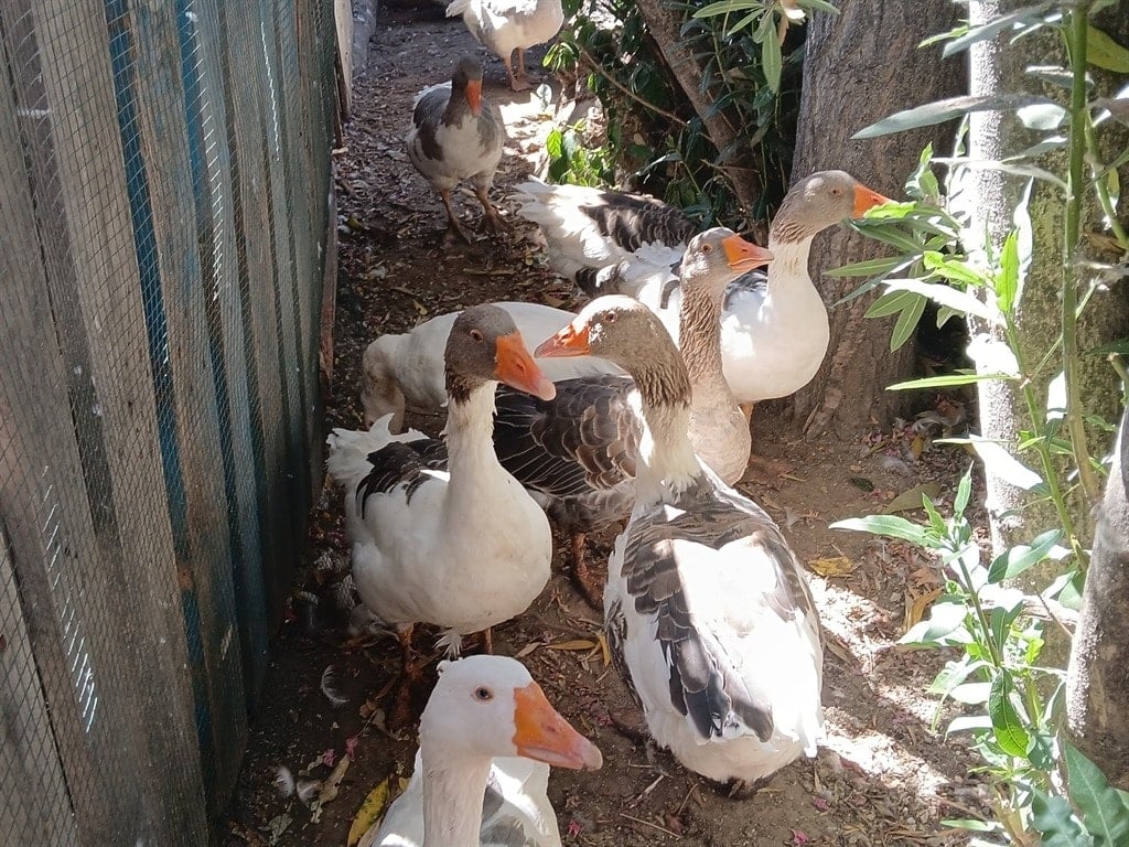 'Şartlı tahliye' ile salınan kazların keyfi yerine geldi!