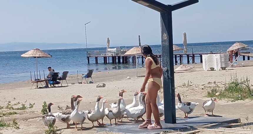 ‘Şartlı tahliye’ ile salınan kazların keyfi yerine geldi!