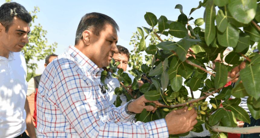 Sezonun ilk hasadı başladı: Vali de hasada dahil oldu