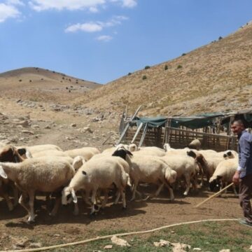 Şimdi de çoban baronları ortaya çıktı