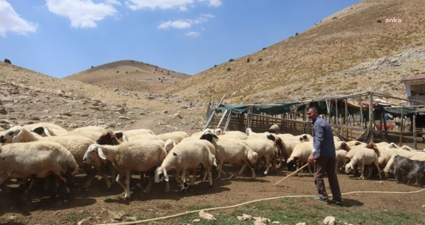 Şimdi de çoban baronları ortaya çıktı