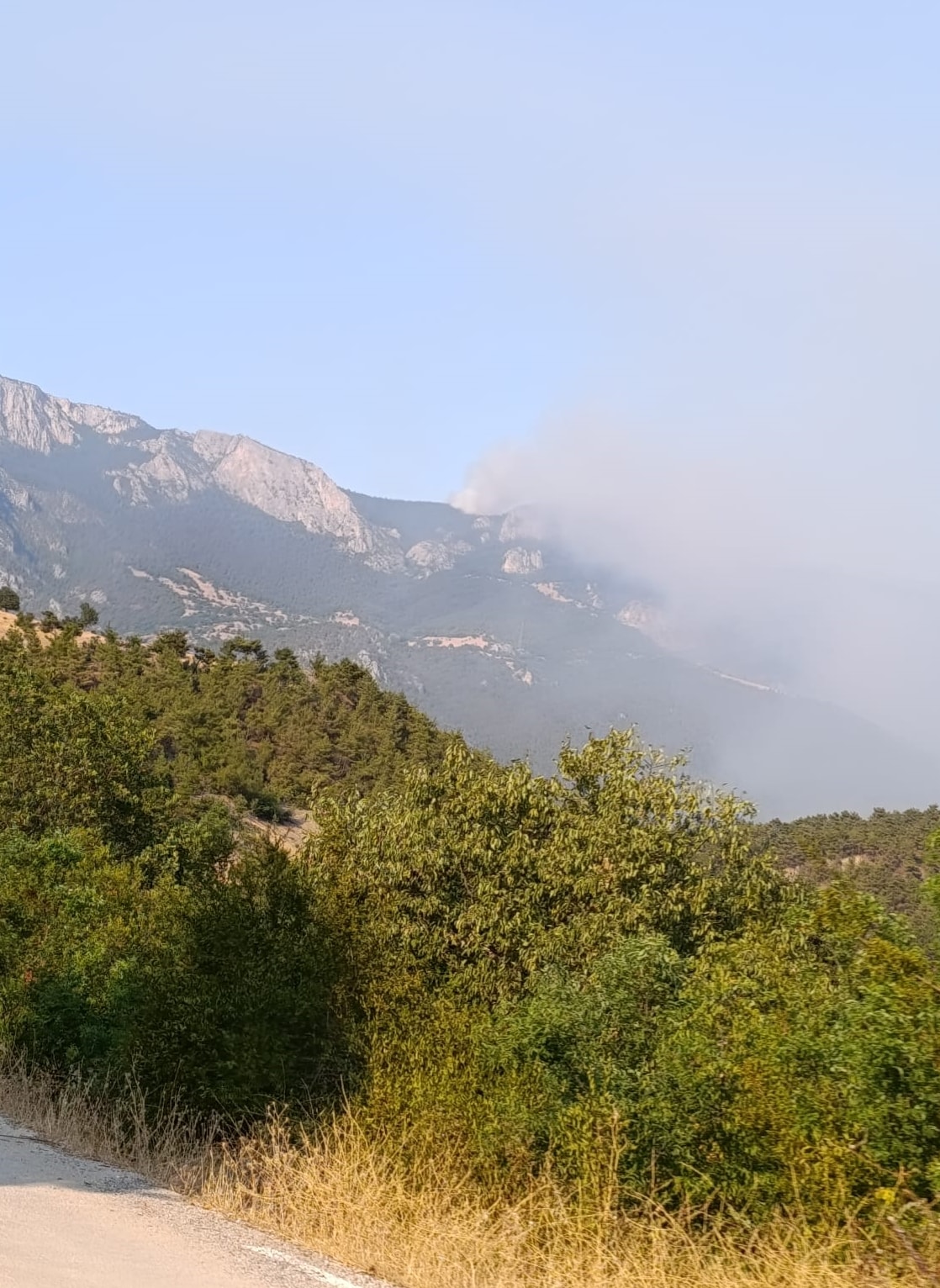 Sinop'ta orman yangını! Evler tahliye ediliyor