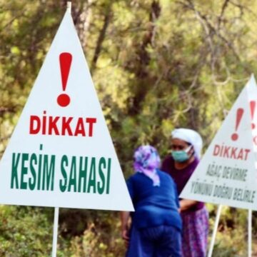 Şirketlere kestiği ağaç kadar ağaç kesme izni