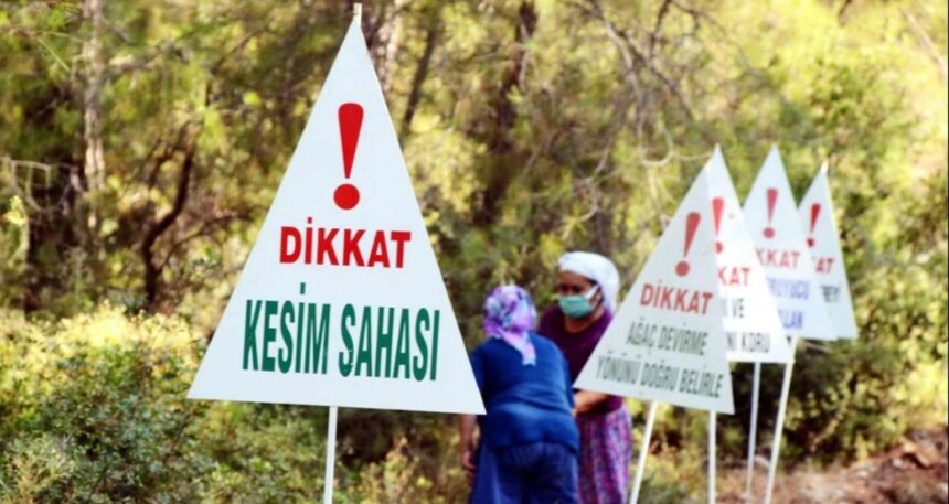 Şirketlere kestiği ağaç kadar ağaç kesme izni