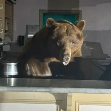 Tatlı krizine giren dev ayı dondurmacıyı bastı: Bir aromanın hayranı oldu