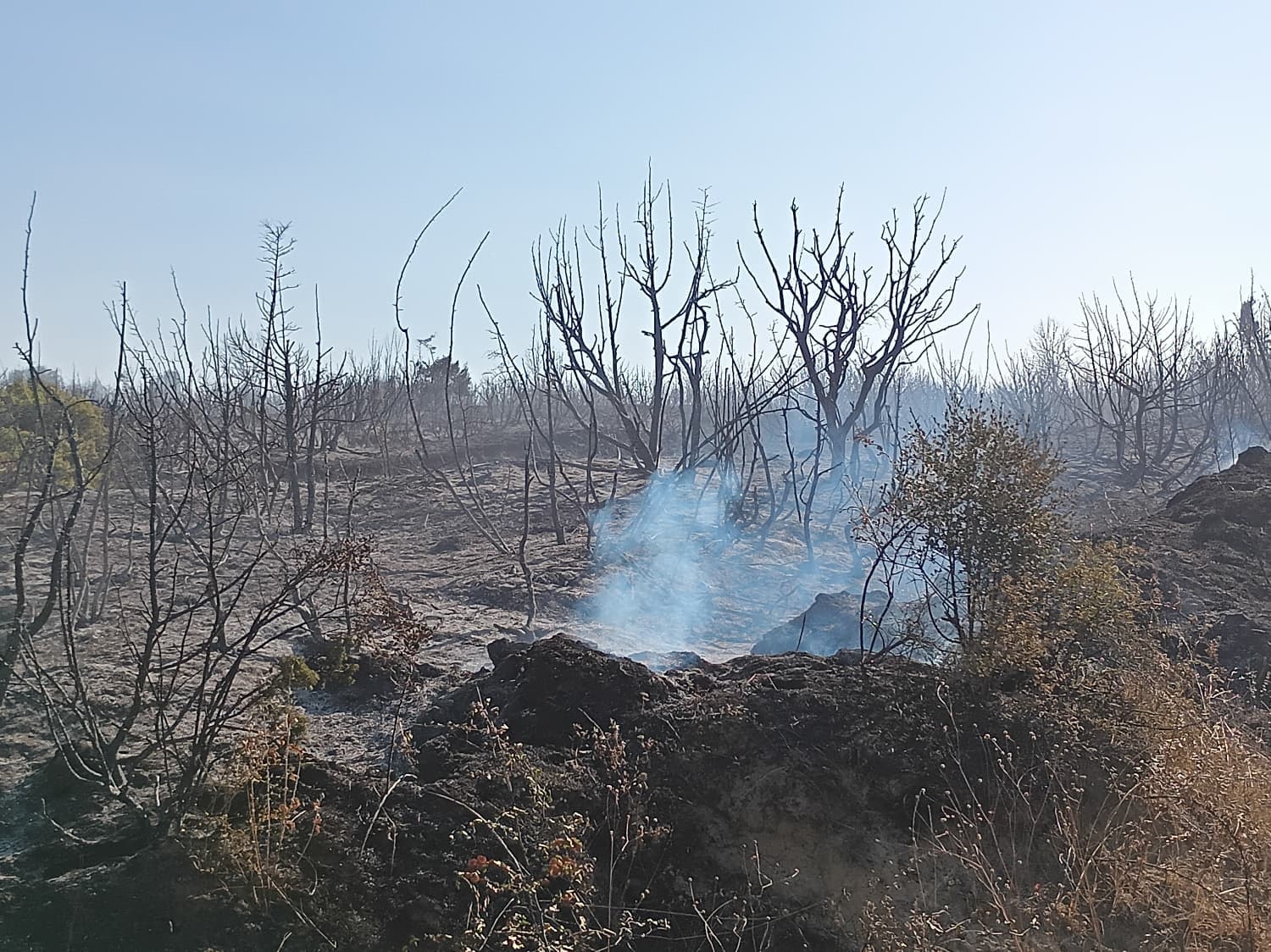 Tekirdağ Malkara’da makilik alanda yangın