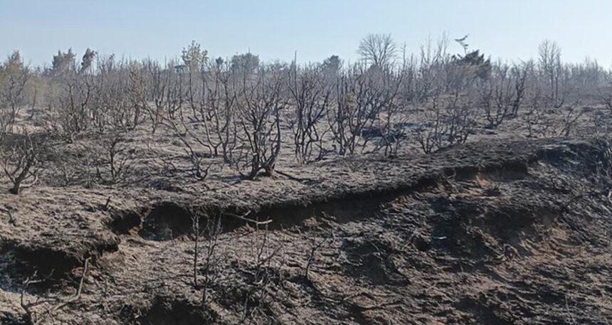 Tekirdağ Malkara’da makilik alanda yangın