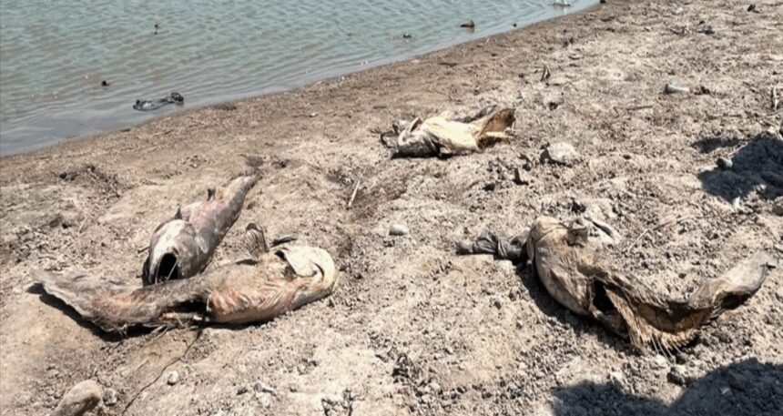 Tekirdağ’da su seviyesi düştü: Balıklar öldü