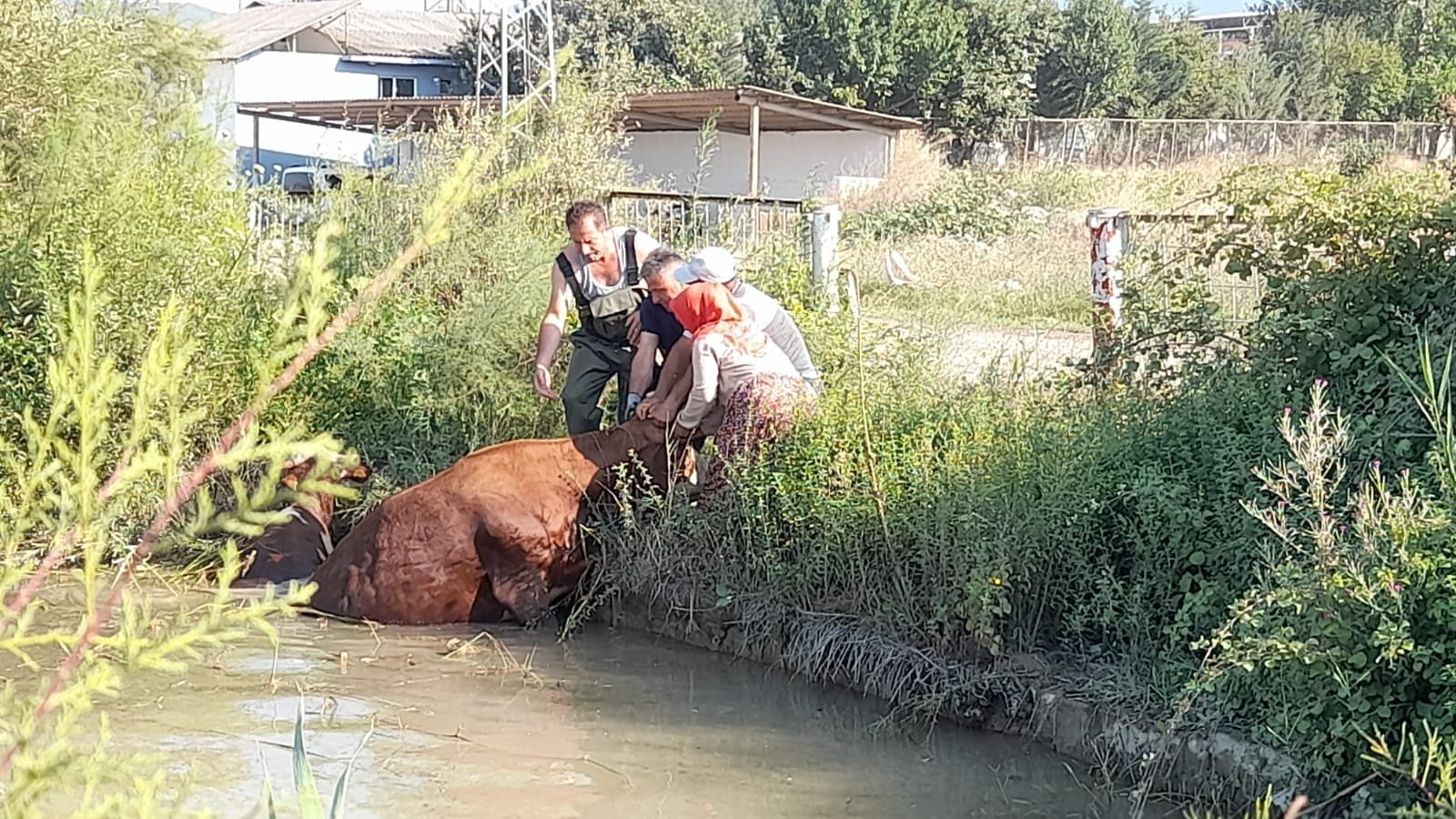 Tokat’ta gölete düşen 3 inek, itfaiye ekiplerince kurtarıldı