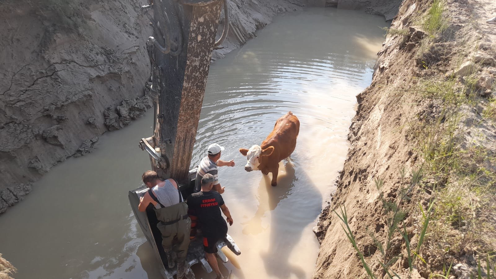 Tokat’ta gölete düşen 3 inek, itfaiye ekiplerince kurtarıldı